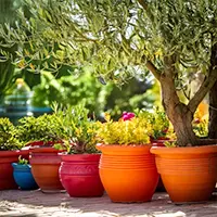 Mediterranean